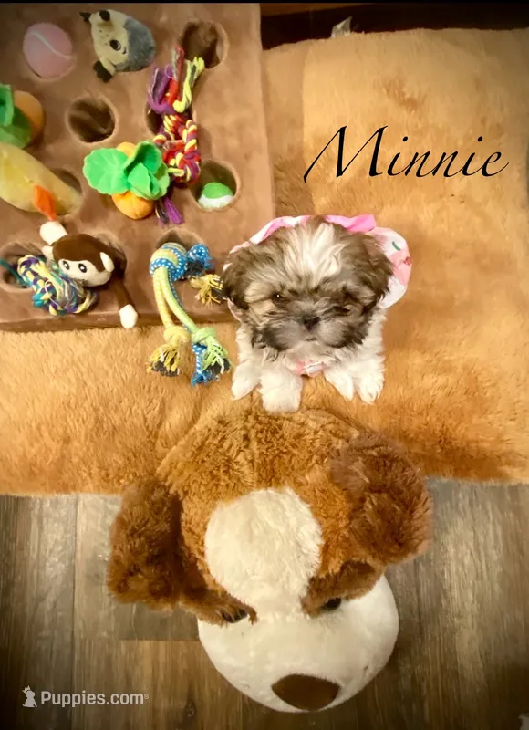 Minnie (akc shihtzu)