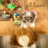 Minnie (akc shihtzu), a female Shih Tzu for sale in Chatham, IL – Photo 1 of 6