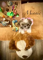 Minnie (akc shihtzu), a female Shih Tzu for sale in Chatham, IL – Photo 1 of 6