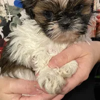 Charlie, a male Shih Tzu for sale in Chatham, IL – Photo 1 of 5