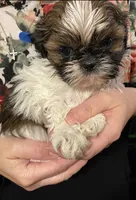 Charlie, a male Shih Tzu for sale in Chatham, IL – Photo 1 of 5