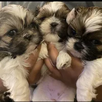 Charlie, a male Shih Tzu for sale in Chatham, IL – Photo 3 of 5