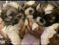 Charlie, a male Shih Tzu for sale in Chatham, IL – Photo 3 of 5