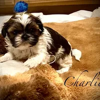 Charlie, a male Shih Tzu for sale in Chatham, IL – Photo 2 of 5