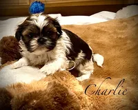 Charlie, a male Shih Tzu for sale in Chatham, IL – Photo 2 of 5