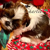 Charlie, a male Shih Tzu for sale in Chatham, IL – Photo 4 of 5