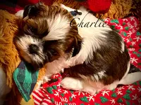 Charlie, a male Shih Tzu for sale in Chatham, IL – Photo 4 of 5