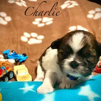 Charlie, a male Shih Tzu for sale in Chatham, IL – Photo 5 of 5