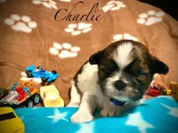 Charlie, a male Shih Tzu for sale in Chatham, IL – Photo 5 of 5