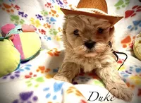 Duke , a male Shihpoo for sale in Chatham, IL – 1 of 2
