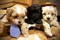 Duke , a male Shihpoo for sale in Chatham, IL – 2 of 2