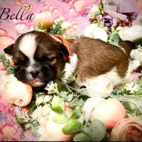 Bella, a female Shih Tzu for sale in Chatham, IL – Photo 4 of 4