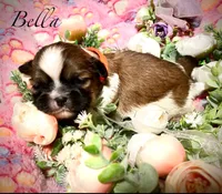 Bella, a female Shih Tzu for sale in Chatham, IL – Photo 4 of 4