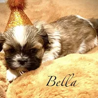 Bella, a female Shih Tzu for sale in Chatham, IL – Photo 2 of 4