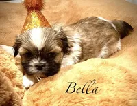 Bella, a female Shih Tzu for sale in Chatham, IL – Photo 2 of 4