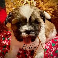 Bella, a female Shih Tzu for sale in Chatham, IL – Photo 3 of 4