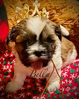 Bella, a female Shih Tzu for sale in Chatham, IL – Photo 3 of 4