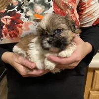 Bella, a female Shih Tzu for sale in Chatham, IL – Photo 1 of 4