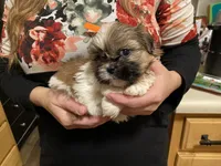 Bella, a female Shih Tzu for sale in Chatham, IL – Photo 1 of 4