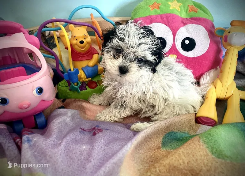 Angel – Shihpoo puppy for sale in Chatham, IL