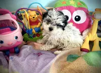 Angel, a female Shihpoo for sale in Chatham, IL – 2 of 6