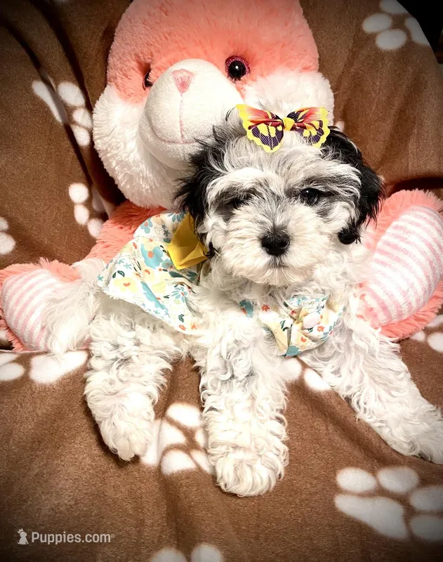 Angel – Shihpoo puppy for sale in Chatham, IL