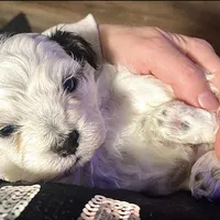Angel, a female Shihpoo for sale in Chatham, IL – Photo 1 of 4