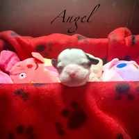 Angel, a female Shihpoo for sale in Chatham, IL – Photo 4 of 4