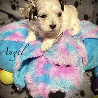 Angel, a female Shihpoo for sale in Chatham, IL – Photo 2 of 4