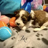 Jax, a male Shih Tzu and Poodle - Toy  for sale in Chatham, IL – Photo 4 of 5
