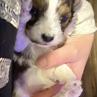 Jax, a male Shih Tzu and Poodle - Toy  for sale in Chatham, IL – Photo 3 of 5