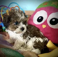 Jax, a male Shih Tzu and Poodle - Toy  for sale in Chatham, IL – Photo 2 of 5