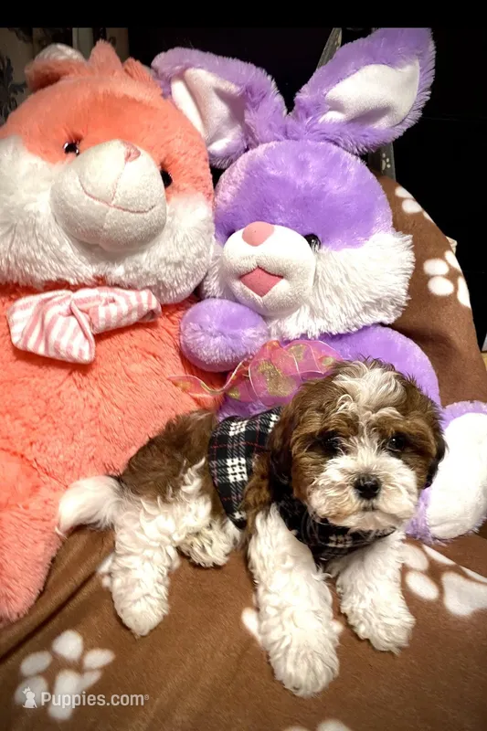 Jax – Shih Tzu, Poodle - Toy  puppy for sale in Chatham, IL