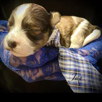 Jax, a male Shih Tzu and Poodle - Toy  for sale in Chatham, IL – Photo 5 of 5