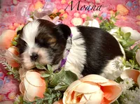 Moana, a female Shih Tzu for sale in Chatham, IL – Photo 2 of 2