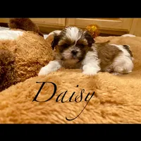 Daisy, a female Shih Tzu for sale in Chatham, IL – Photo 3 of 4