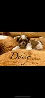 Daisy, a female Shih Tzu for sale in Chatham, IL – Photo 3 of 4