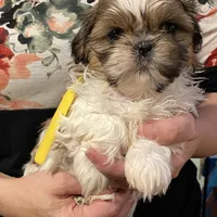 Daisy, a female Shih Tzu for sale in Chatham, IL – Photo 1 of 4