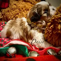 Daisy, a female Shih Tzu for sale in Chatham, IL – Photo 2 of 4