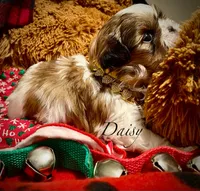 Daisy, a female Shih Tzu for sale in Chatham, IL – Photo 2 of 4