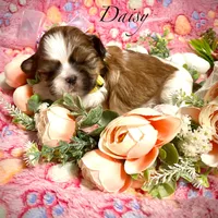 Daisy, a female Shih Tzu for sale in Chatham, IL – Photo 4 of 4