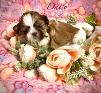 Daisy, a female Shih Tzu for sale in Chatham, IL – Photo 4 of 4