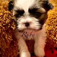 Ruby, a female Shih Tzu for sale in Chatham, IL – Photo 3 of 4