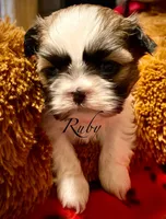 Ruby, a female Shih Tzu for sale in Chatham, IL – Photo 3 of 4