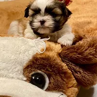 Ruby, a female Shih Tzu for sale in Chatham, IL – Photo 2 of 4