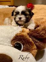 Ruby, a female Shih Tzu for sale in Chatham, IL – Photo 2 of 4