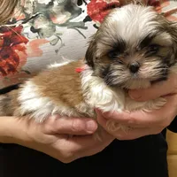 Ruby, a female Shih Tzu for sale in Chatham, IL – Photo 1 of 4