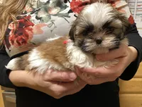 Ruby, a female Shih Tzu for sale in Chatham, IL – Photo 1 of 4