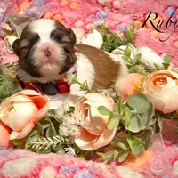 Ruby, a female Shih Tzu for sale in Chatham, IL – Photo 4 of 4