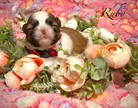 Ruby, a female Shih Tzu for sale in Chatham, IL – Photo 4 of 4